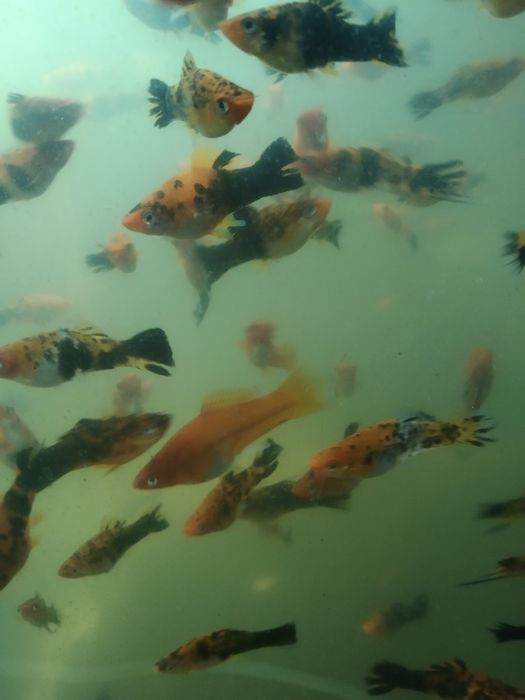 Продам ситцевых меченосцев