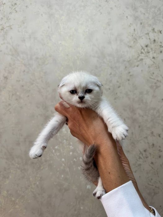 Котята шотланские