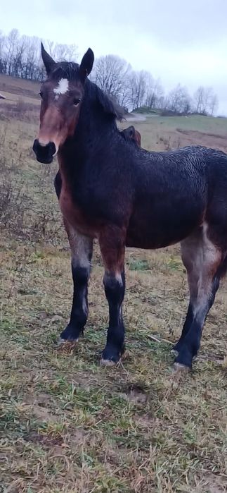 Vând mânz sau schimb cu vacă