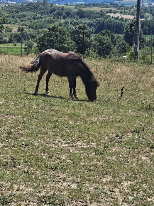 Vand Ponei Mascul