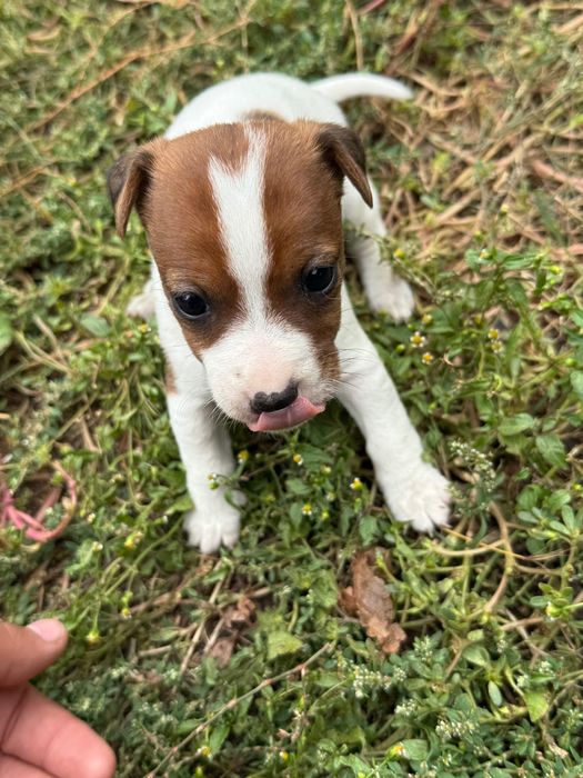 Продавам Джак Ръсел чистокръвно