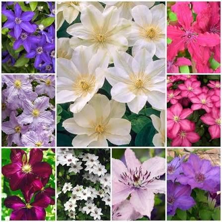 Clematis (Diferite Culori )