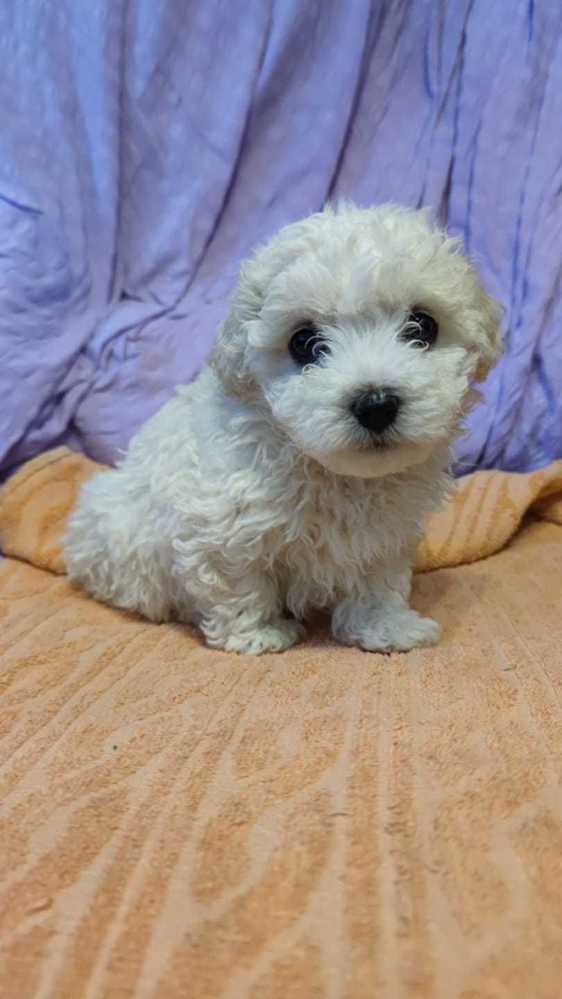 Bichon Maltese Mini Toy