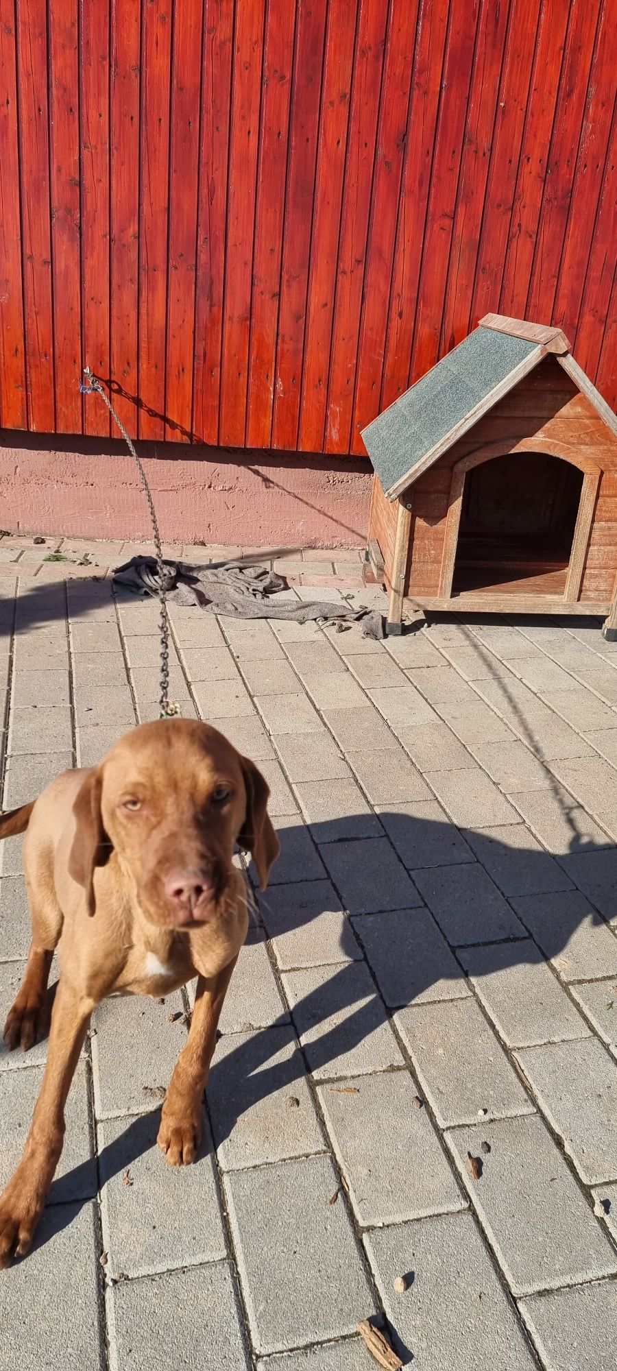 Caine Vizsla Maghiar