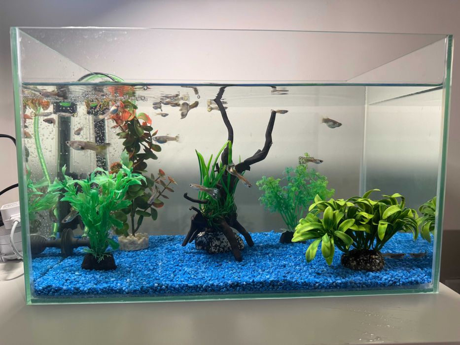 Acvariu 25L cu accesorii + guppy