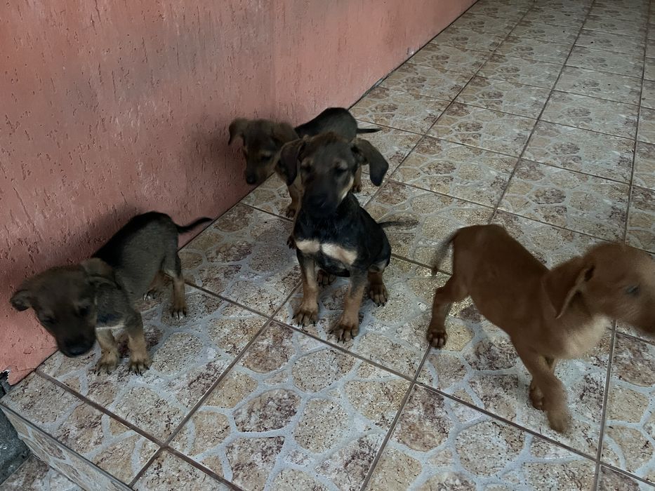 Donez caini 3 luni