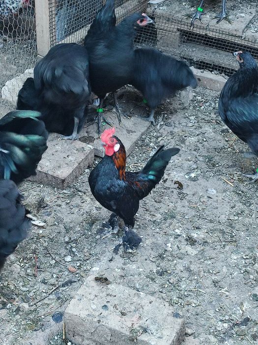 Vând doi cocoși rasa pitică