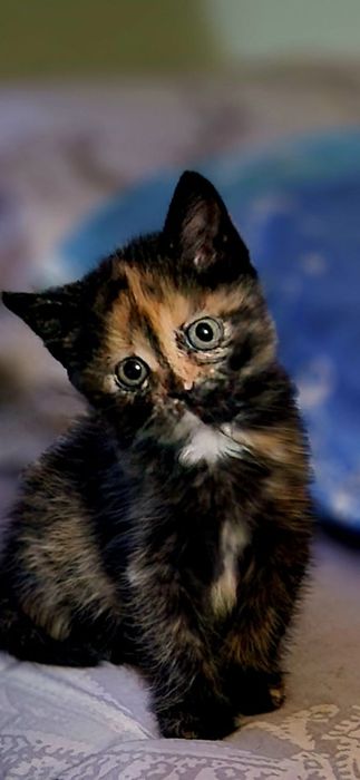 Отдам котят бесплатно