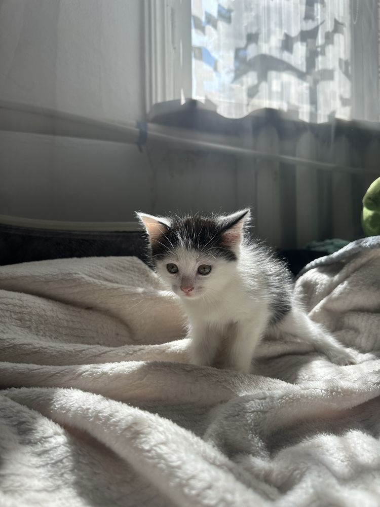 Кот в добрые руки