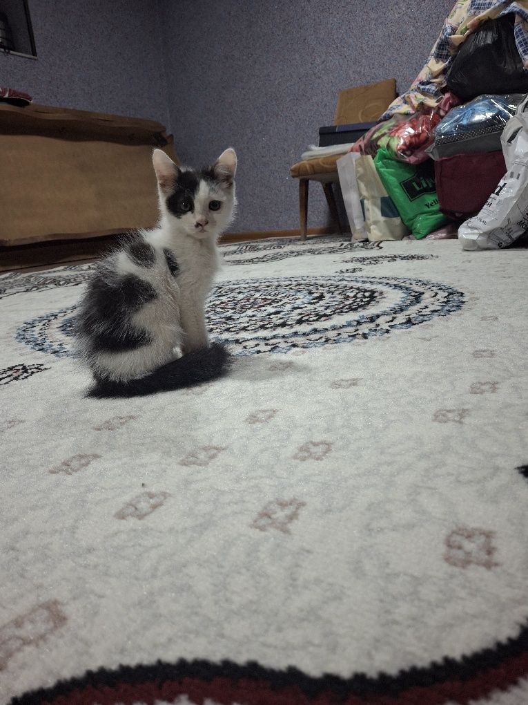 Отдам котёночка.