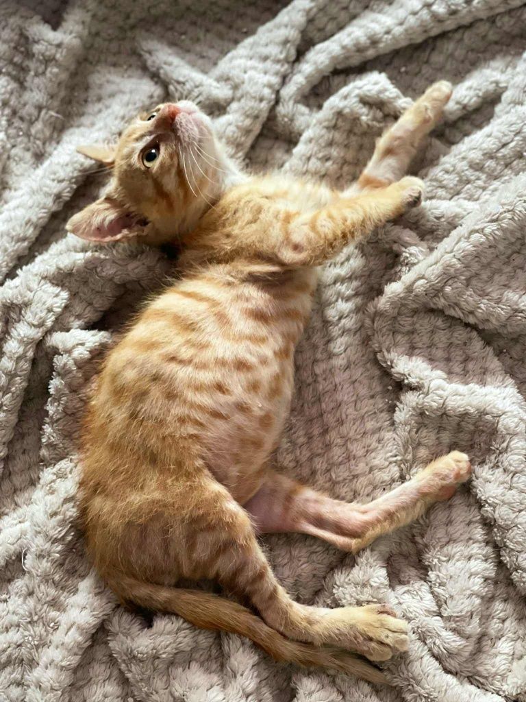 Подаряваме коте на 2 месеца
