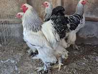 Vând familie brahma hd