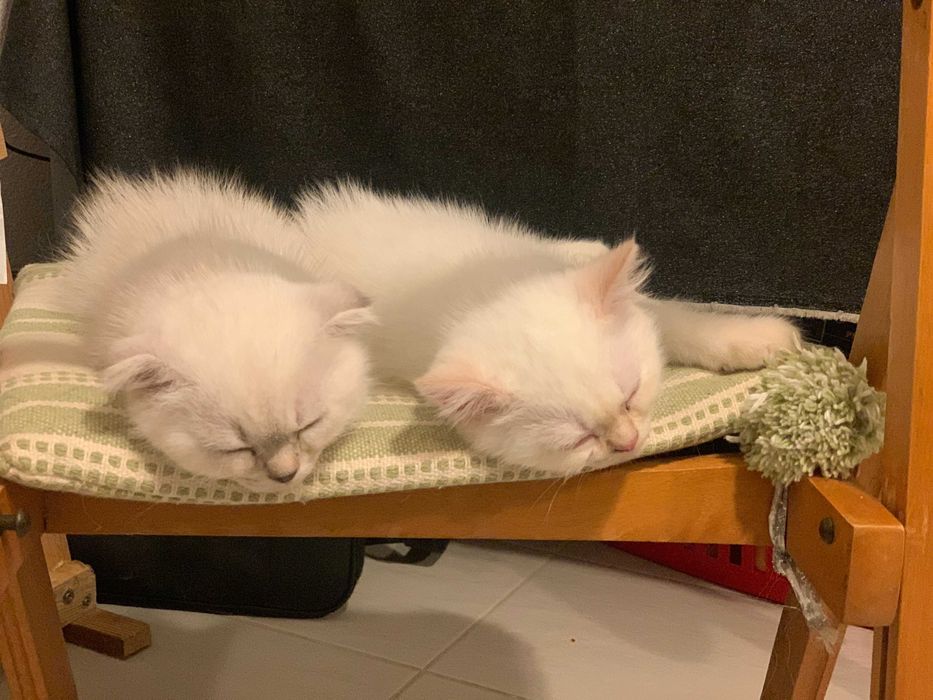 Шотлански късокосмести котета