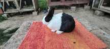 Iepure olandez alb negru