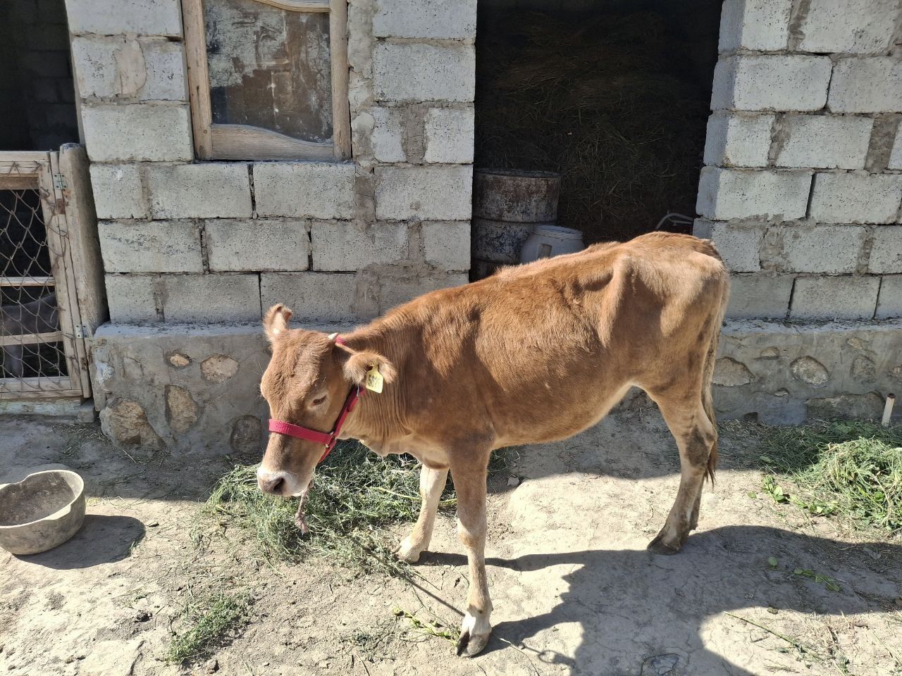 Gunojincha sotiladi yaxshi