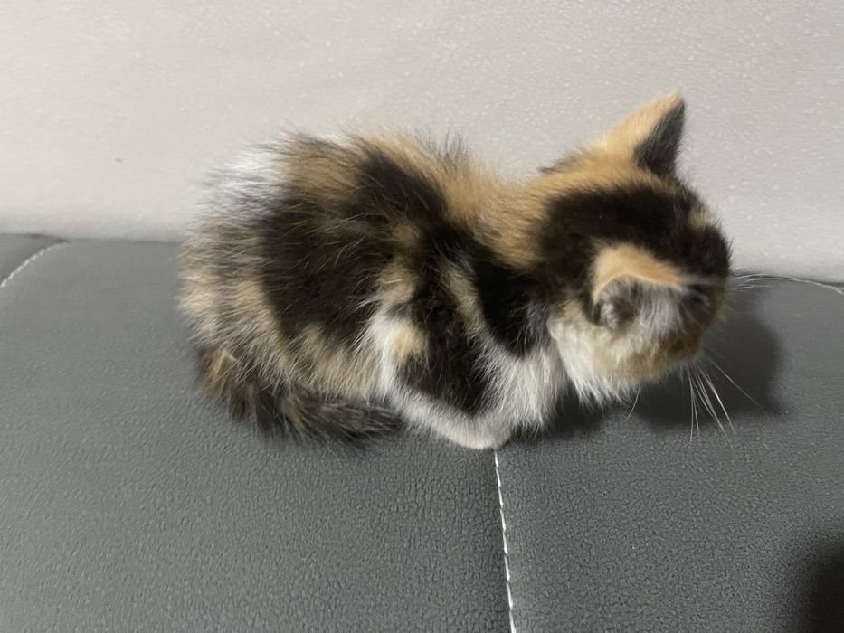 котенок девочка,около месяца