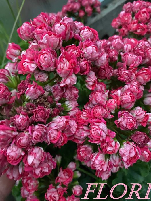 Сортовые пеларгонии