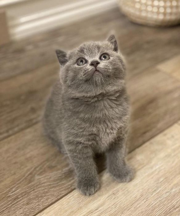 British shorthair baietel