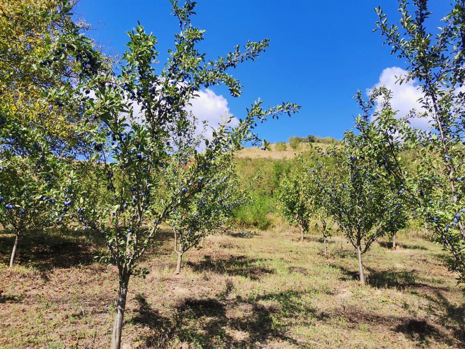 Livada in Fizesul Gherla cu 270 pomi fructiferi
