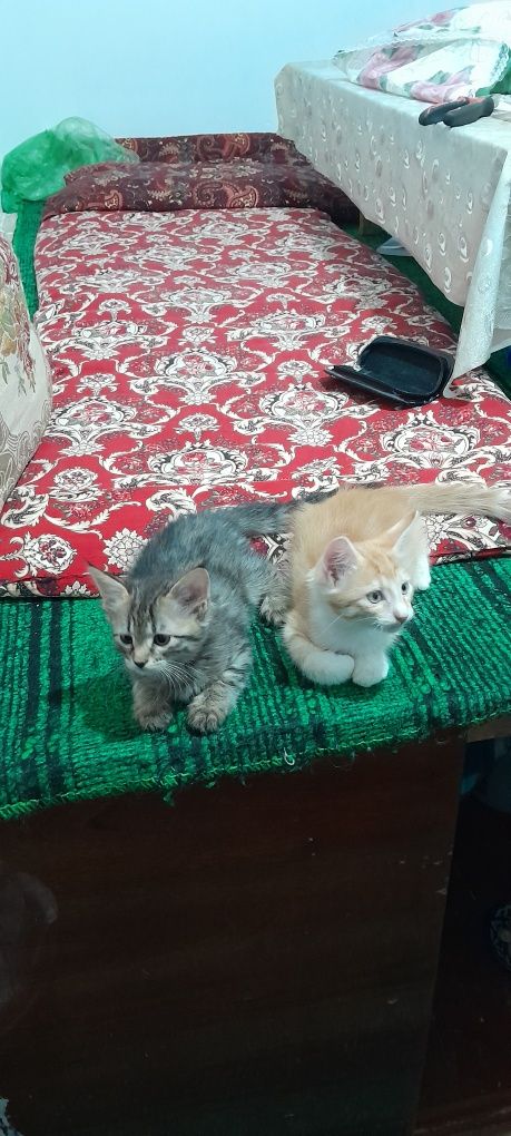 Кошка боласи Сибирский