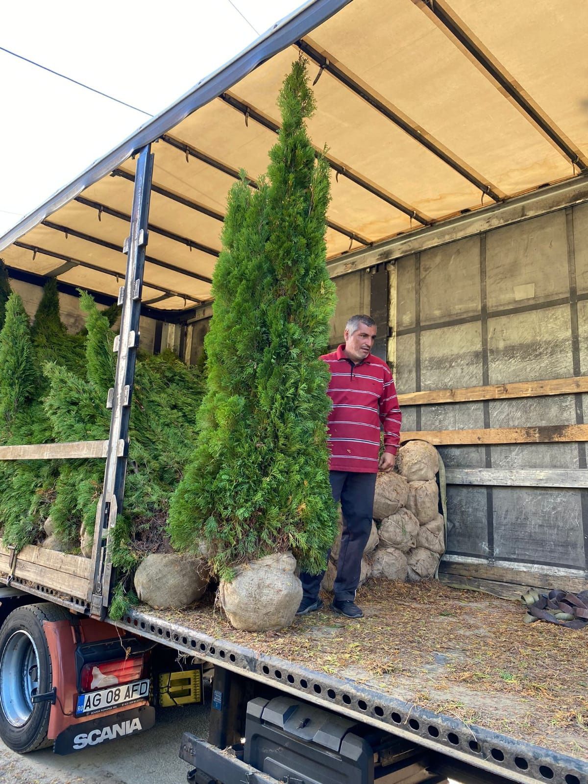 Tuia brazi mesteacăn tei salcie prunus criptomenia spirale pon pon