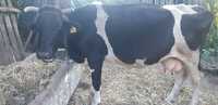 vacă de lapteHolstein,blândă,gestantă în 6luni,are 7ani-Fundeni,jud.GL