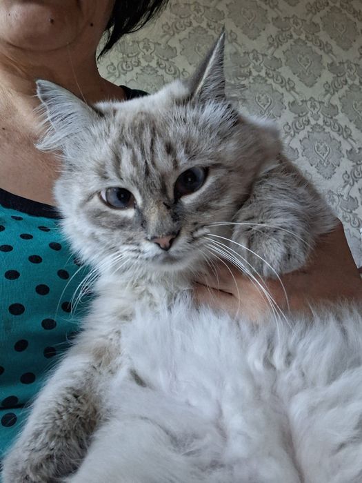 Пристраивается в хорошие ручки кошечка молоденькая