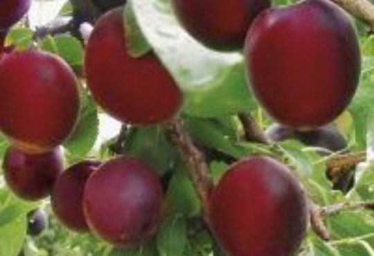 Cais (Soiul Aprisali )