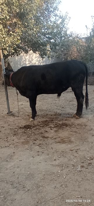 Йош катта бука сотилади