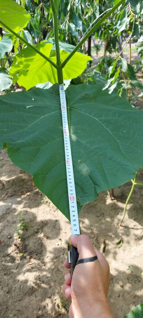 paulownia cotevisa 2 și shantong 4