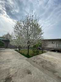 Продается дом в Ташкентской области Ункурган