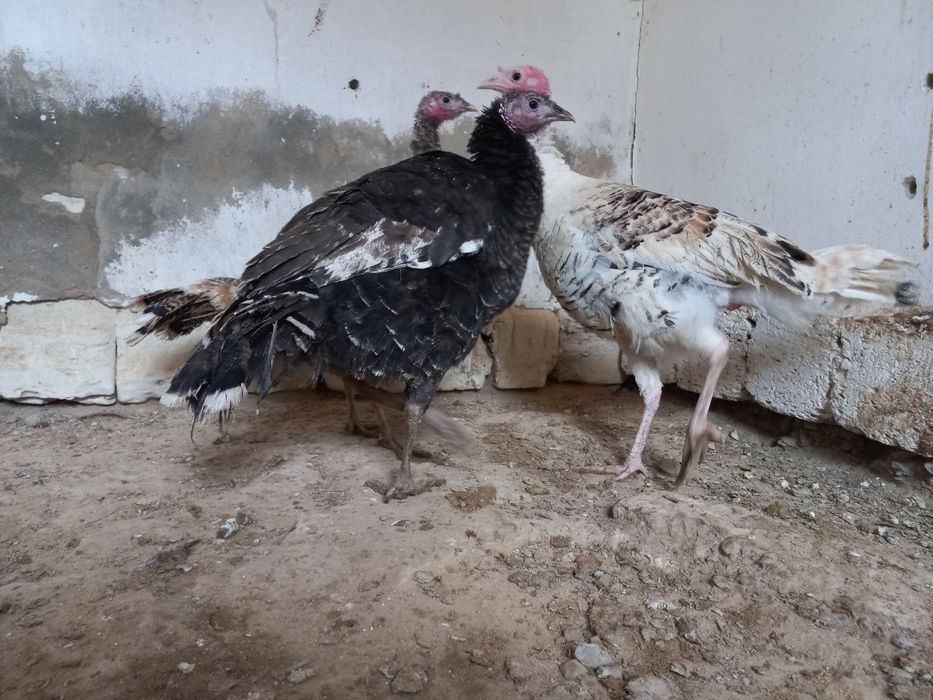 Индюктер сатылады