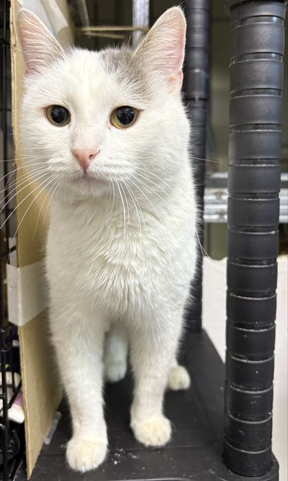 Добрый мальчик ищет самый лучший дом