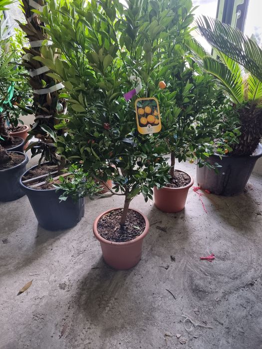 Măslin, tuia, mandarin, arbori, palmieri etc