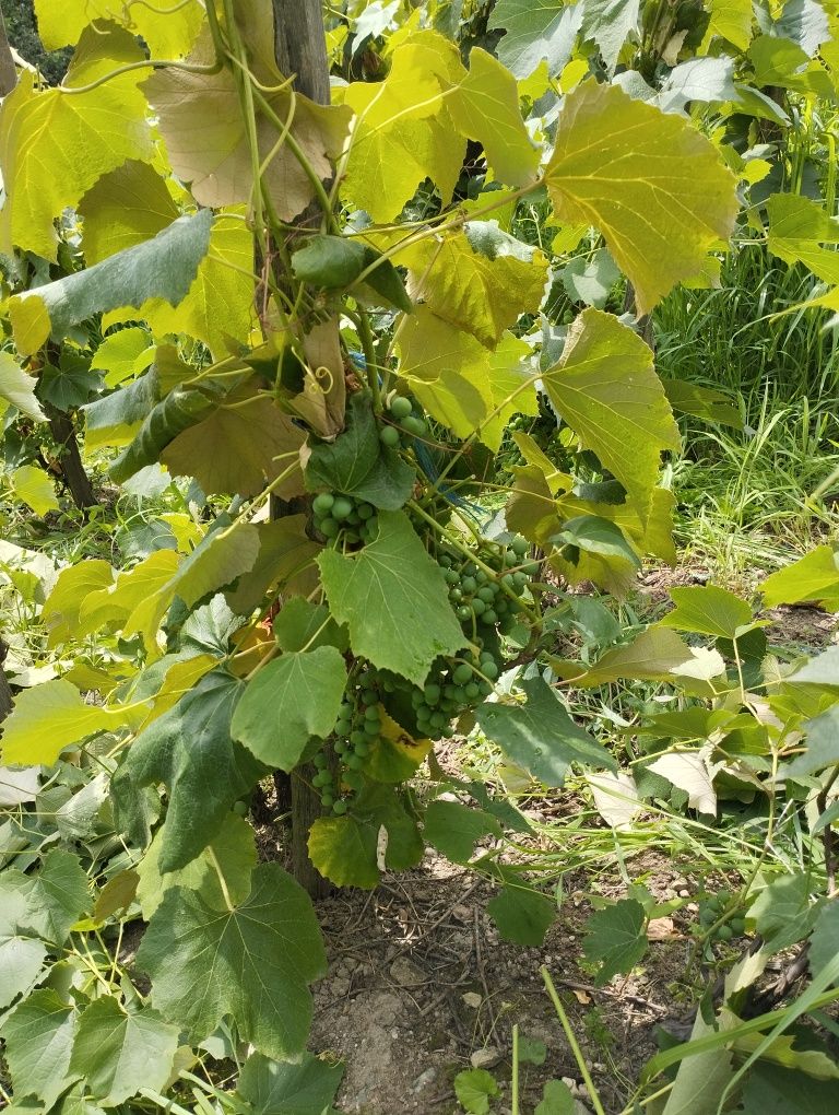Vand vie nova alba și ananas
