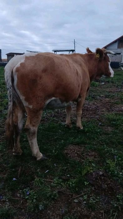 Vaca bălțată românească