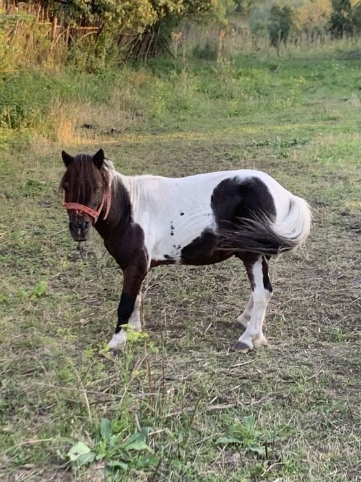 Ponei Armasar 10 ani cuminte