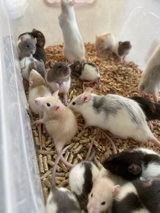 Șobolani cuminti si inteligenti