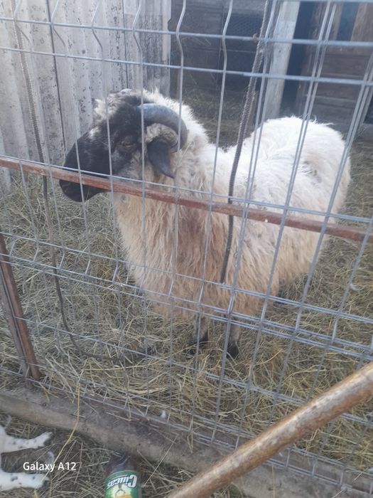 Berbecuț de vânzare