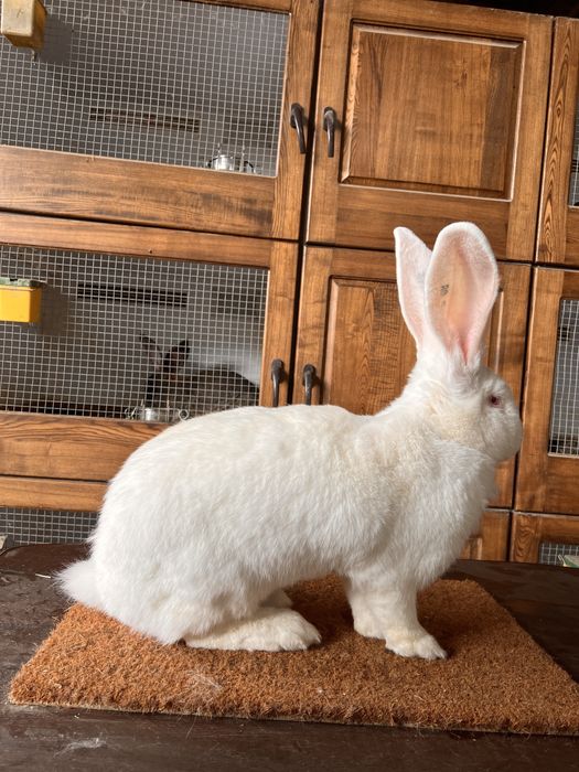 Femelute Urias German Alb