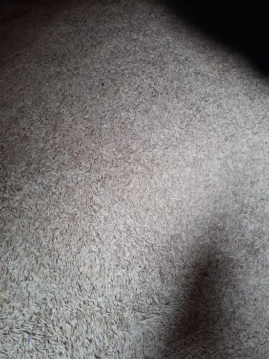 Vând Ovăz 2025, 1.20 lei/kg