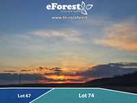 eForest 2 , loturi la liziera padurii, 8,500 euro/800 m