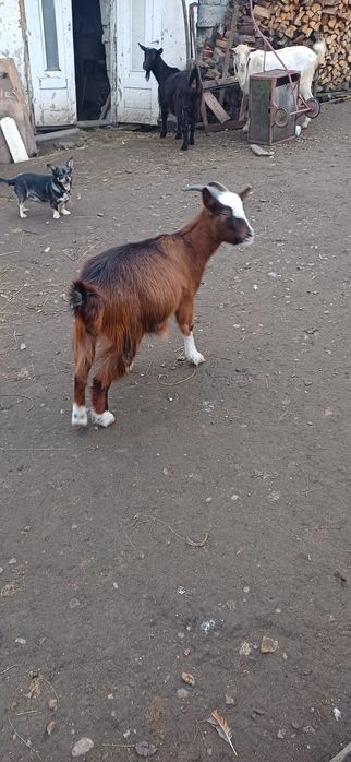 De vânzare 3 capre si un țap sannen