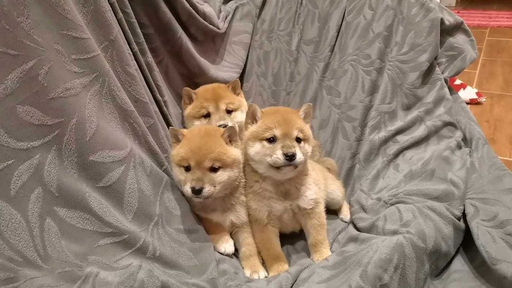 шиба ину- мъжки и женски  кученца