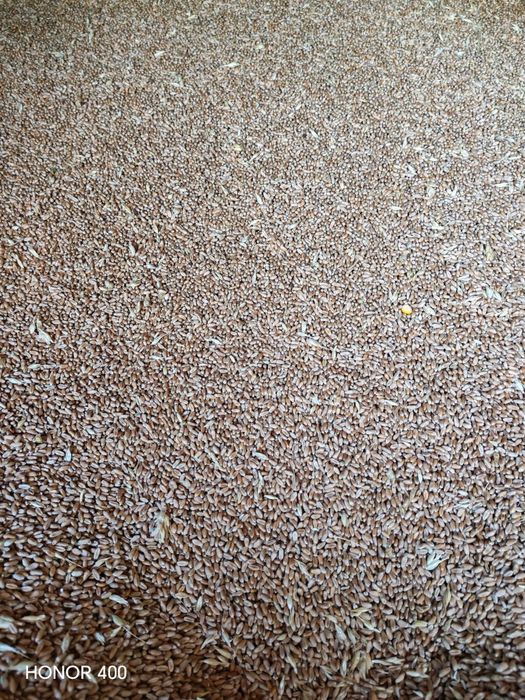 Porumb și grâu de vânzare