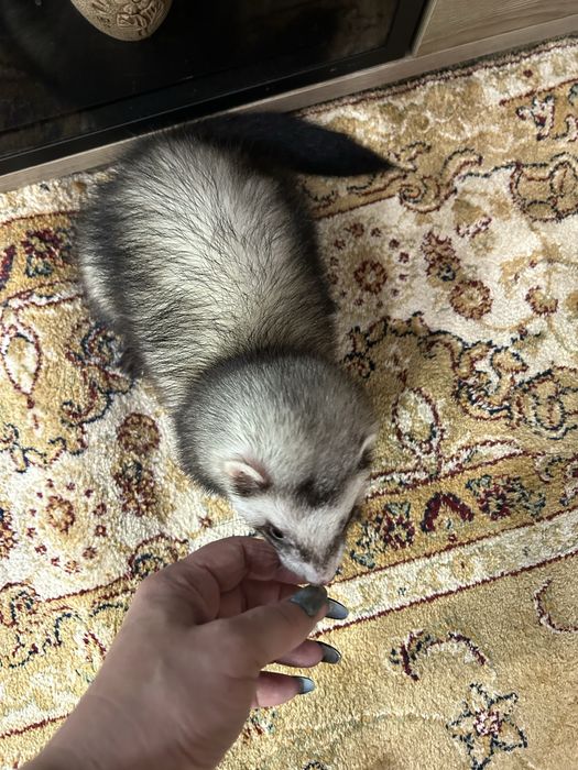 Хорек, ищет подружку на случку