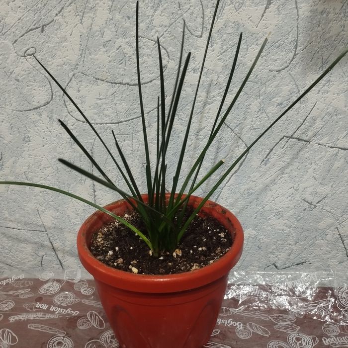 Комнатные цветы .