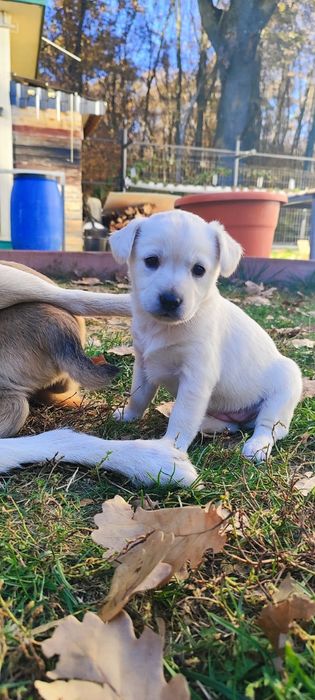 Donez 5 cățeluși adorabili – Județul Argeș 

Caut familii iubitoare