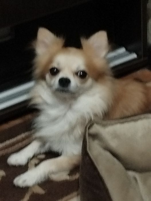 Кобель на вязку чихуа