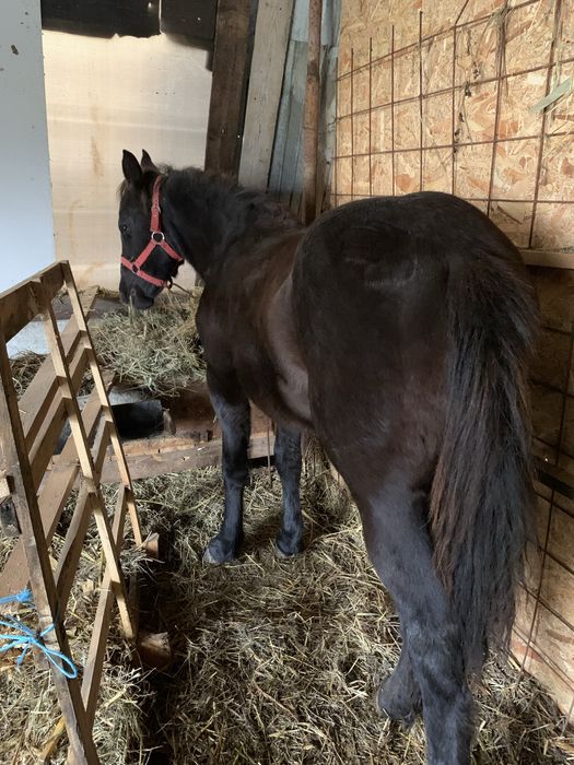 Vand sau schimb manza